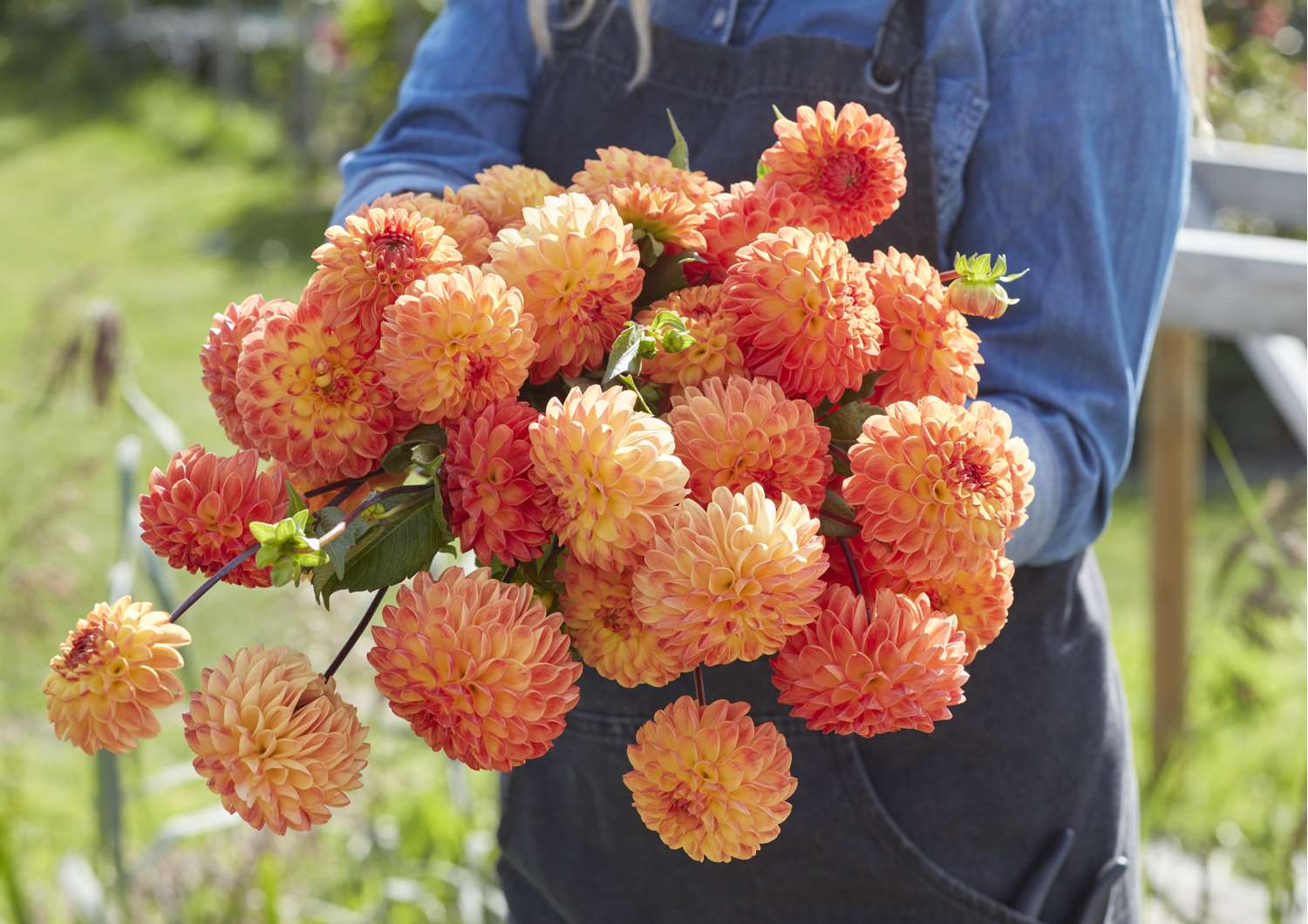 Dahlie 'Jowey Chantal'